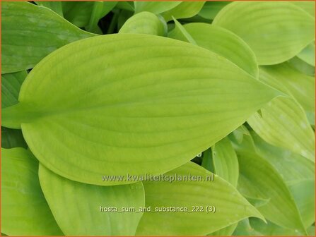 Hosta &#039;Sum and Substance&#039; | Hosta, Hartlelie, Funkia | Funkie | Hosta