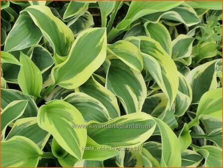 Hosta &#039;Wide Brim&#039; | Hosta, Hartlelie, Funkia | Funkie | Hosta