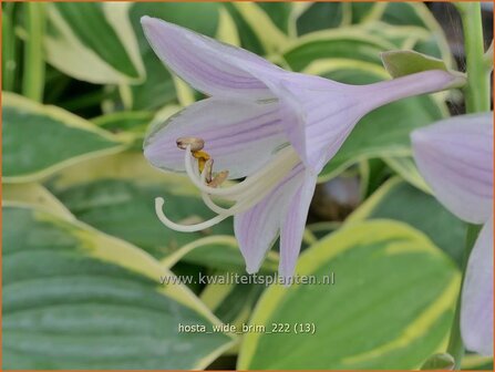 Hosta &#039;Wide Brim&#039; | Hosta, Hartlelie, Funkia | Funkie | Hosta