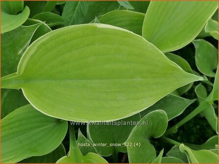 Hosta &#039;Winter Snow&#039; | Hosta, Hartlelie, Funkia | Funkie | Hosta