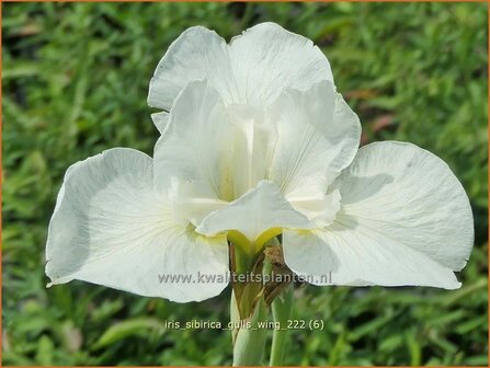 Iris sibirica &#039;Gull&#039;s Wing&#039; | Siberische iris, Lis, Iris | Sibirische Schwertlilie | Siberian Iris