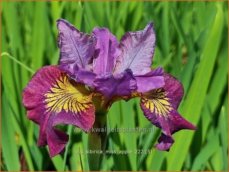 Iris sibirica &#039;Miss Apple&#039; | Siberische iris, Lis, Iris | Sibirische Schwertlilie | Siberian Iris