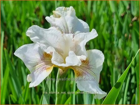 Iris sibirica &#039;Not Quite White&#039; | Siberische iris, Lis, Iris | Sibirische Schwertlilie | Siberian Iris
