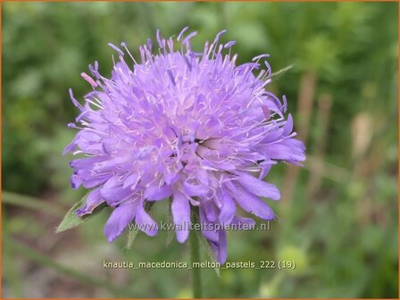 Knautia macedonica &#039;Melton Pastels&#039; | Beemdkroon | Mazedonische Witwenblume | Crimson Scabious