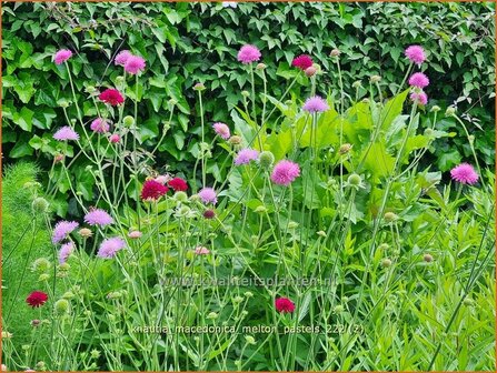 Knautia macedonica &#039;Melton Pastels&#039; | Beemdkroon | Mazedonische Witwenblume | Crimson Scabious