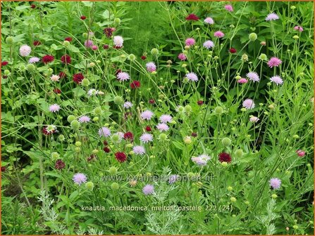 Knautia macedonica &#039;Melton Pastels&#039; | Beemdkroon | Mazedonische Witwenblume | Crimson Scabious