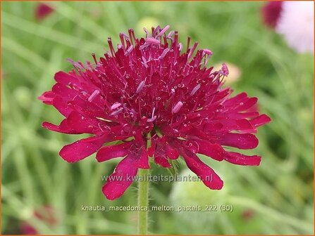 Knautia macedonica &#039;Melton Pastels&#039; | Beemdkroon | Mazedonische Witwenblume | Crimson Scabious