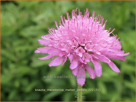 Knautia macedonica &#039;Melton Pastels&#039; | Beemdkroon | Mazedonische Witwenblume | Crimson Scabious