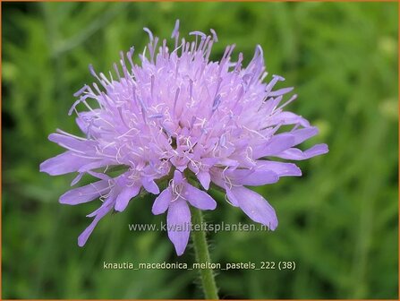 Knautia macedonica &#039;Melton Pastels&#039; | Beemdkroon | Mazedonische Witwenblume | Crimson Scabious