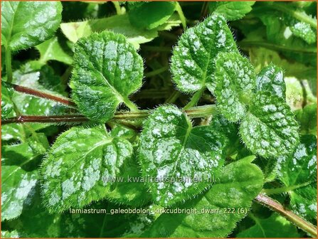 Lamiastrum galeobdolon &#039;Kirkcudbright Dwarf&#039; | Gevlekte gele dovenetel, Dovenetel | Echte Goldnessel | Golden Dead Ne