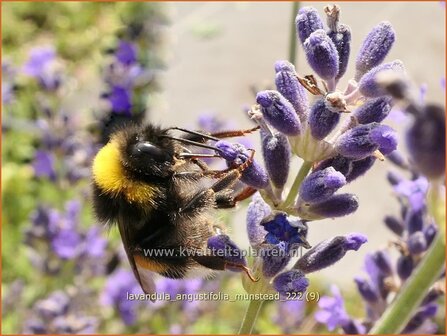 Lavandula angustifolia &#039;Munstead&#039; | Echte lavendel, Gewone lavendel, Lavendel | Echter Lavendel | English Lavender