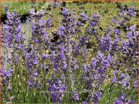 Lavandula angustifolia &#039;Munstead&#039; | Echte lavendel, Gewone lavendel, Lavendel | Echter Lavendel | English Lavender