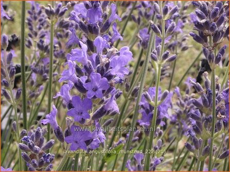 Lavandula angustifolia &#039;Munstead&#039; | Echte lavendel, Gewone lavendel, Lavendel | Echter Lavendel | English Lavender