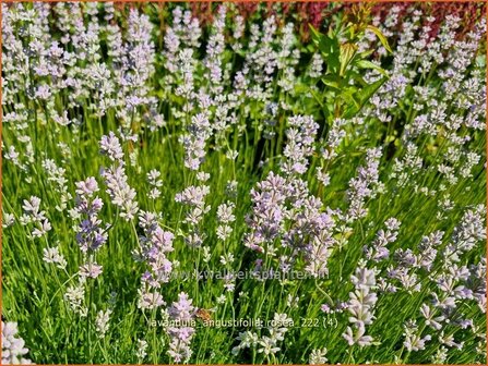 Lavandula angustifolia &#039;Rosea&#039; | Echte lavendel, Gewone lavendel, Lavendel | Echter Lavendel | English Lavender