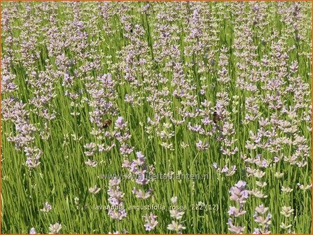 Lavandula angustifolia &#039;Rosea&#039; | Echte lavendel, Gewone lavendel, Lavendel | Echter Lavendel | English Lavender