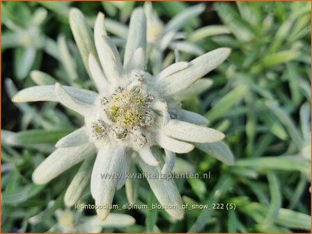 Leontopodium alpinum 'Blossom of Snow' | Alpenedelweiss, Edelweiss | Alpen-Edelwei&szlig; | Edelweiss