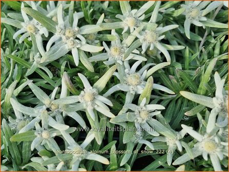 Leontopodium alpinum 'Blossom of Snow' | Alpenedelweiss, Edelweiss | Alpen-Edelwei&szlig; | Edelweiss