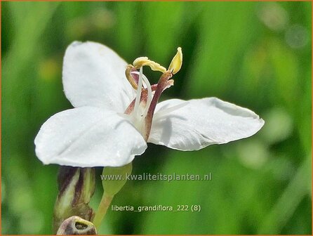 Libertia grandiflora | Nieuw-Zeelandse iris | Neuseeland Iris | New Zealand Satin Flower