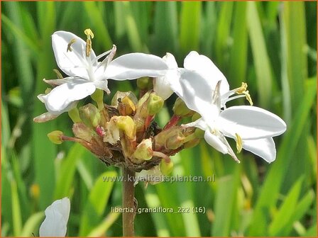 Libertia grandiflora | Nieuw-Zeelandse iris | Neuseeland Iris | New Zealand Satin Flower