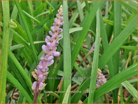 Liriope muscari 'Samantha' | Leliegras | Lilientraube | Lilyturf