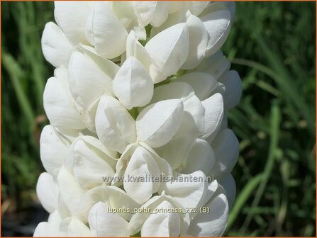 Lupinus 'Polar Princess' | Lupine | Lupine | Lupin