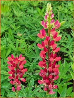 Lupinus &#039;The Pages&#039; | Lupine | Lupine | Lupin