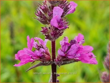 Lythrum salicaria 'The Beacon' | Grote kattenstaart, Kattenstaart | Blutweiderich | Spiked Loosestrife