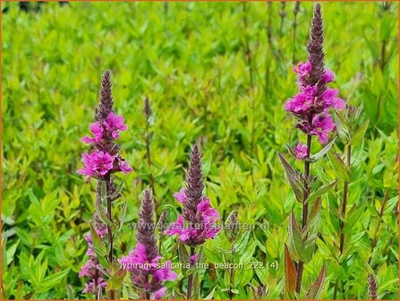 Lythrum salicaria 'The Beacon' | Grote kattenstaart, Kattenstaart | Blutweiderich | Spiked Loosestrife