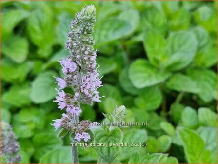 Mentha spicata &#039;Lavendel&#039; | Aarmunt, Groene munt, Kruizemunt, Munt | &Auml;hrige Minze | Spear Mint