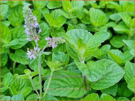 Mentha spicata &#039;Lavendel&#039; | Aarmunt, Groene munt, Kruizemunt, Munt | &Auml;hrige Minze | Spear Mint