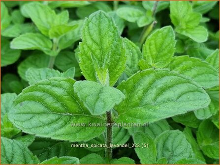 Mentha spicata &#039;Lavendel&#039; | Aarmunt, Groene munt, Kruizemunt, Munt | &Auml;hrige Minze | Spear Mint