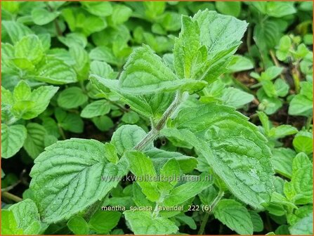 Mentha spicata &#039;Lavendel&#039; | Aarmunt, Groene munt, Kruizemunt, Munt | &Auml;hrige Minze | Spear Mint