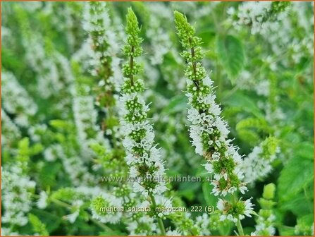 Mentha spicata 'Maroccan' | Aarmunt, Groene munt, Kruizemunt, Marokkaanse munt | &Auml;hrige Minze | Spear Mint