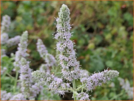 Mentha villosa 'Mojito' | Cubaanse munt, Munt | Hainminze | Mojito Mint