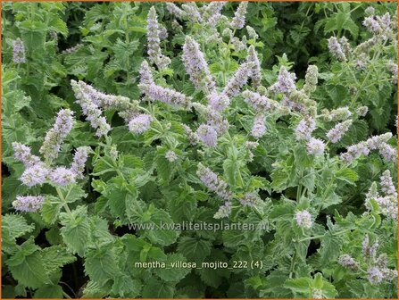 Mentha villosa 'Mojito' | Cubaanse munt, Munt | Hainminze | Mojito Mint