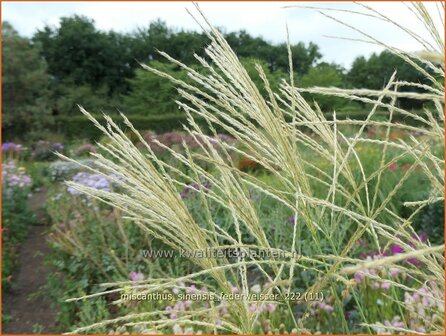 Miscanthus sinensis &#039;Federwei&szlig;er&#039; | Chinees prachtriet, Chinees riet, Japans sierriet, Prachtriet | Chinaschilf | Eu