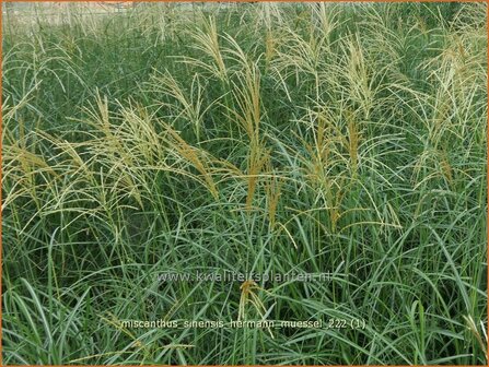 Miscanthus sinensis &#039;Hermann M&uuml;ssel&#039; | Chinees prachtriet, Chinees riet, Japans sierriet, Sierriet | Chinaschilf | E