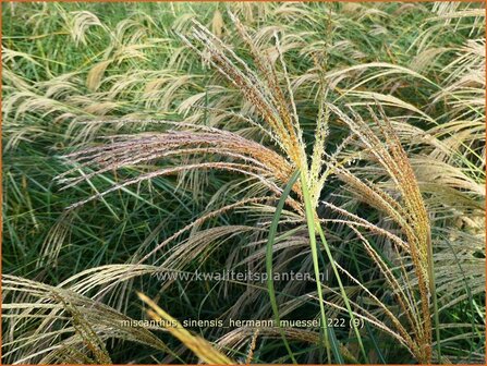 Miscanthus sinensis &#039;Hermann M&uuml;ssel&#039; | Chinees prachtriet, Chinees riet, Japans sierriet, Sierriet | Chinaschilf | E