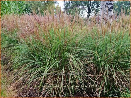 Miscanthus sinensis &#039;Kleine Silberspinne&#039; | Chinees prachtriet, Chinees riet, Japans sierriet, Sierriet | Chinaschilf