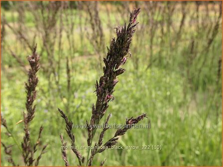 Molinia arundinacea &#039;Black Arrow&#039; | Pijpenstrootje | Hohes Pfeifengras | Tall Purple Moorgrass