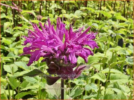 Monarda &#039;Bee-Pure&#039; | Bergamotplant, Indianennetel | Indianernessel | Beebalm