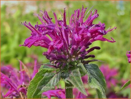 Monarda &#039;Grape Gumball&#039; | Bergamotplant, Indianennetel | Indianernessel | Beebalm