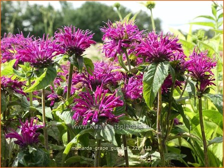 Monarda &#039;Grape Gumball&#039; | Bergamotplant, Indianennetel | Indianernessel | Beebalm