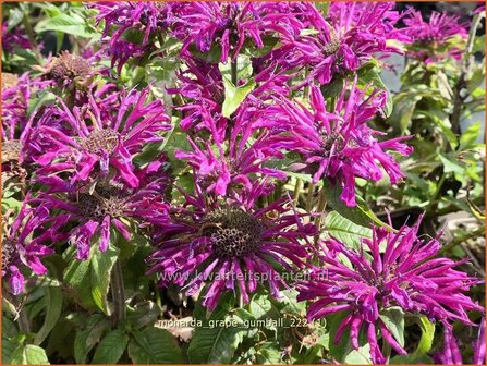 Monarda &#039;Grape Gumball&#039; | Bergamotplant, Indianennetel | Indianernessel | Beebalm