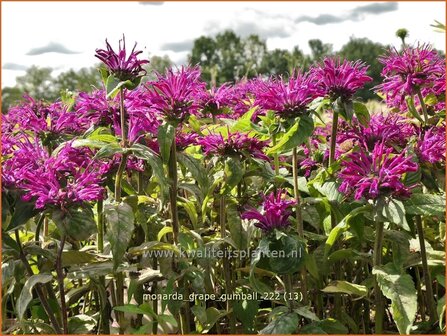 Monarda &#039;Grape Gumball&#039; | Bergamotplant, Indianennetel | Indianernessel | Beebalm