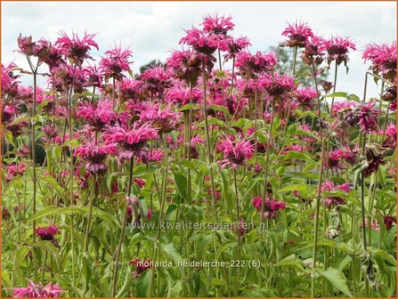 Monarda &#039;Heidelerche&#039; | Bergamotplant, Indianennetel | Indianernessel | Beebalm