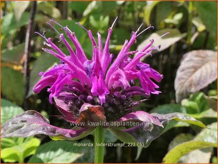 Monarda &#039;Lederstrumpf&#039; | Bergamotplant, Indianennetel | Indianernessel | Beebalm