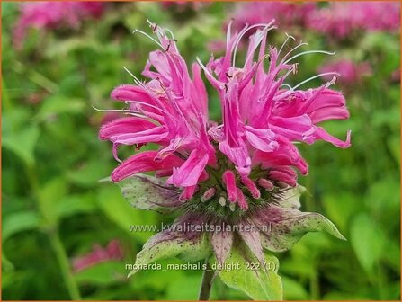 Monarda &#039;Marshall&#039;s Delight&#039; | Bergamotplant, Indianennetel | Indianernessel | Beebalm