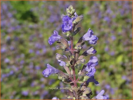 Nepeta &#039;Poseidon&#039; | Kattenkruid | Breitbl&auml;ttrige Katzenminze | Catmint