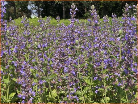 Nepeta &#039;Poseidon&#039; | Kattenkruid | Breitbl&auml;ttrige Katzenminze | Catmint